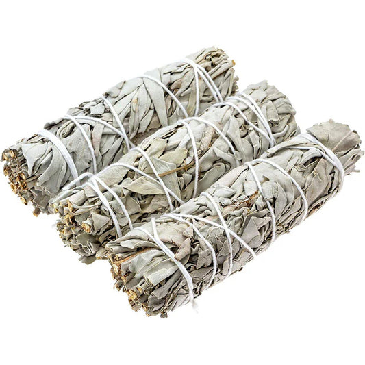 Baby White Sage