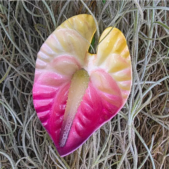 Small Anthurium Pua
