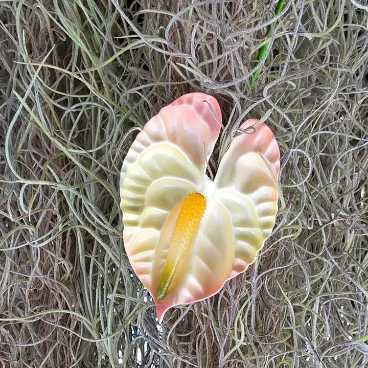 Large Anthurium Pua