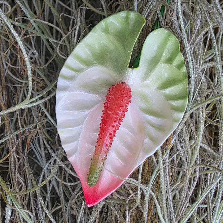 Small Anthurium Pua