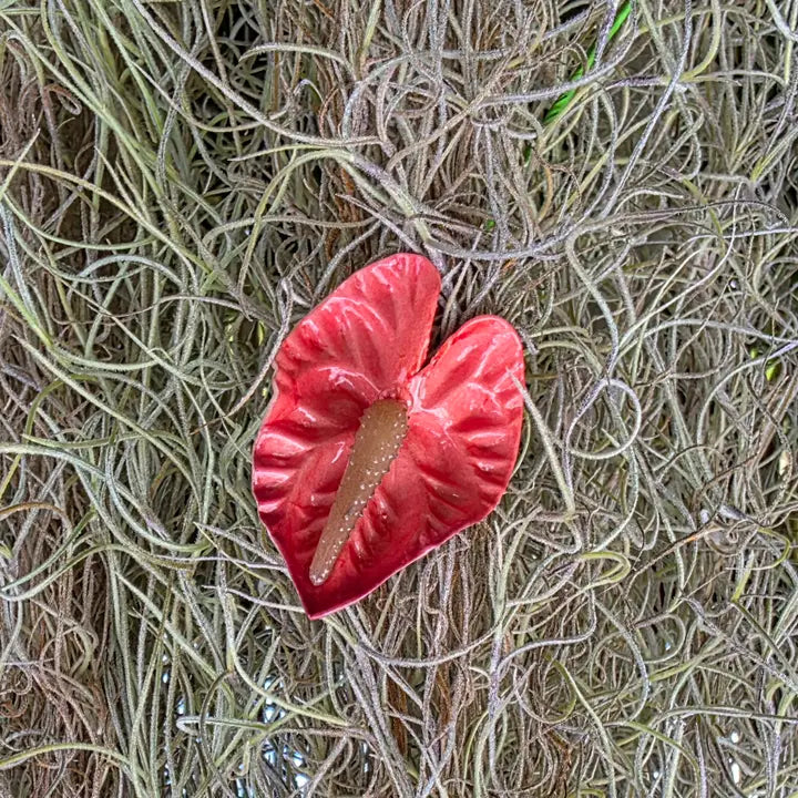 Small Anthurium Pua