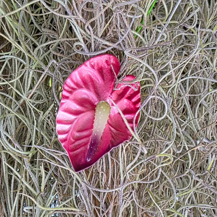 Small Anthurium Pua