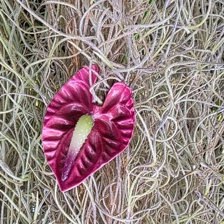 Small Anthurium Pua