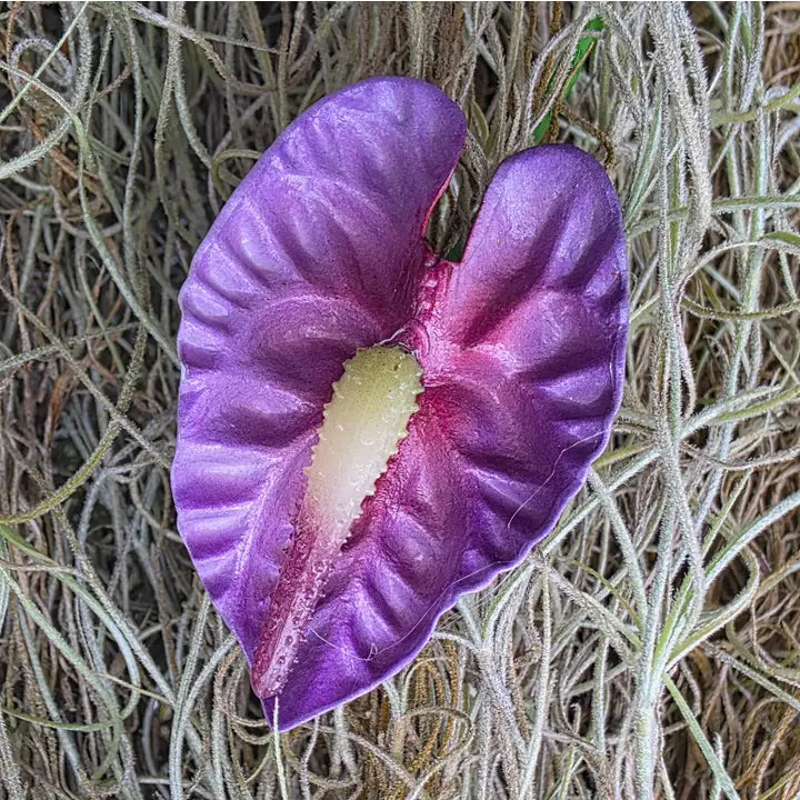 Small Anthurium Pua